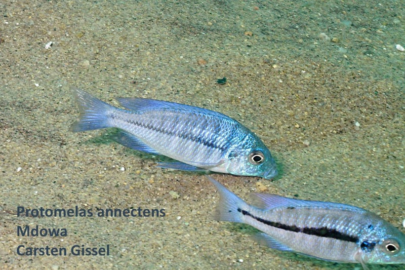 Protomelas annectens 'Mdowa'